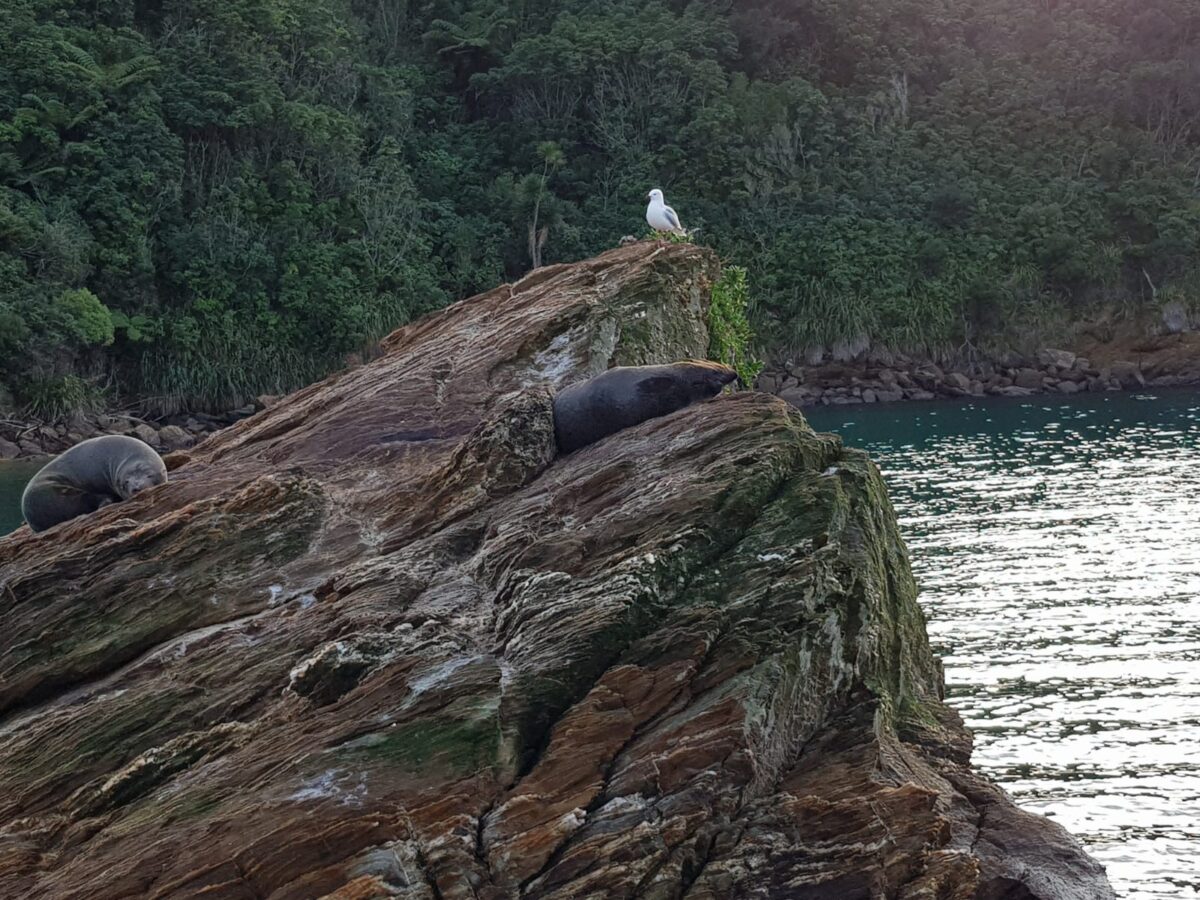 Fur seals lounging on rocky outcrops beside the ocean, with a seagull perched nearby.